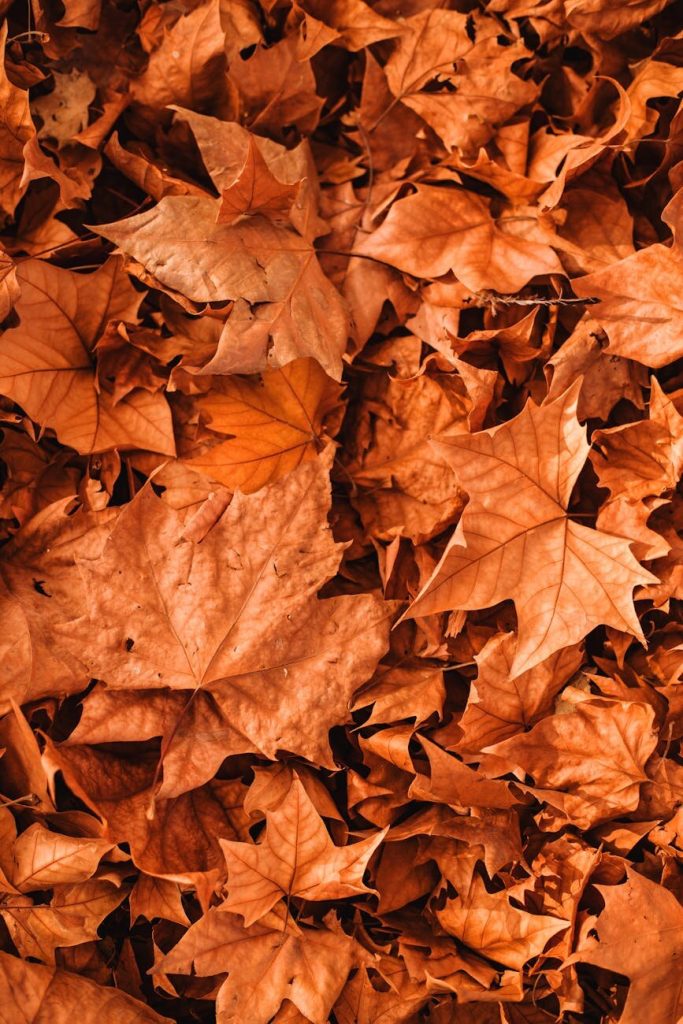 FREE November Activities