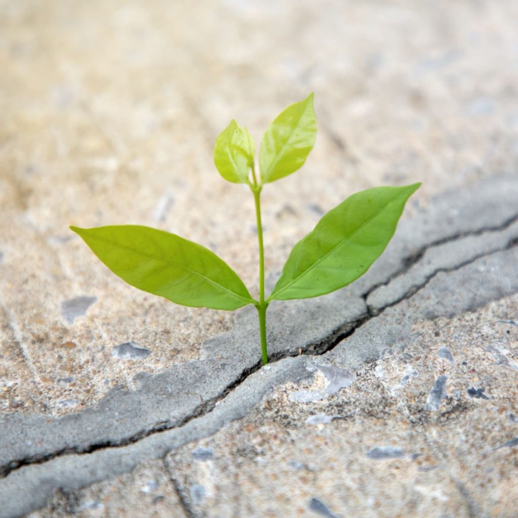 Grit in Nature