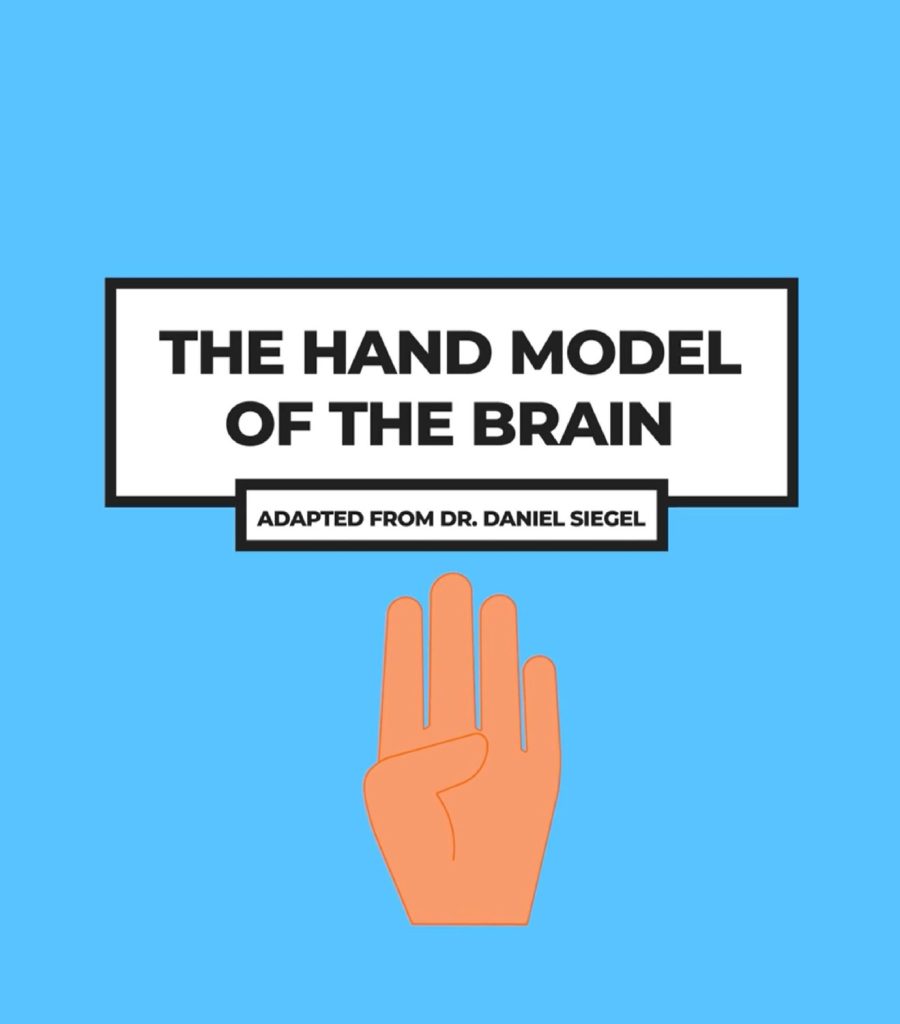 Hand Model of the Brain | Animated